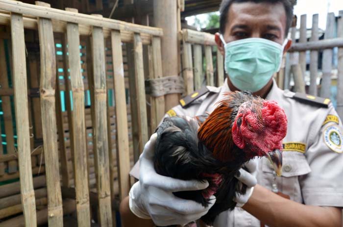 Flu Burung Mewabah di Malaysia, Karantina Pertanian Larang Pemasukan Unggas dan Produknya